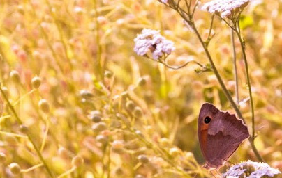 Масло от див лен (Camelina sativa) Масло от див лен (Camelina sativa)